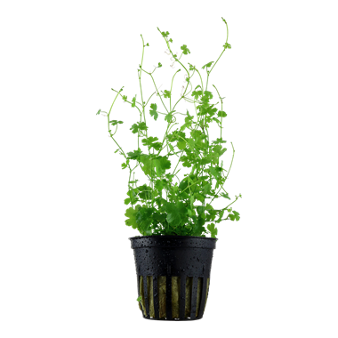 Hydrocotyle tripartita live aquarium plant in pot for freshwater aquascaping and carpeting