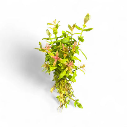 Hygrophila Rosanervig Pink Poly live aquarium plant in pot with pink and green variegated leaves