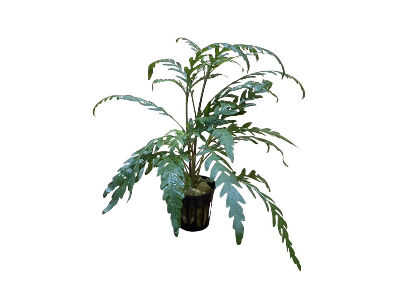 Hygrophila pinnatifida potted aquarium plant with deeply lobed brown and green leaves