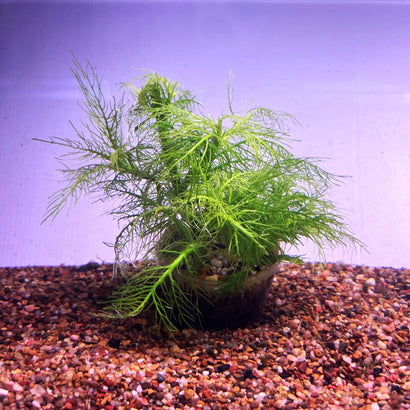 Hygrophila balsamica live aquarium plant in pot with delicate feathery green foliage