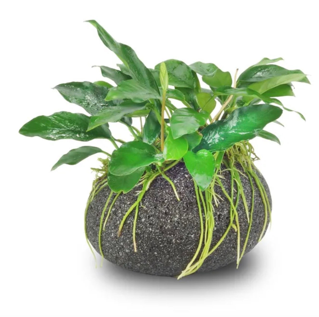 Smooth Lava Rock Creation - Large with anubias