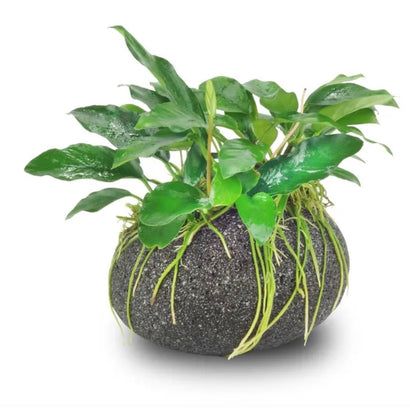 Smooth Lava Rock Creation - Large with anubias