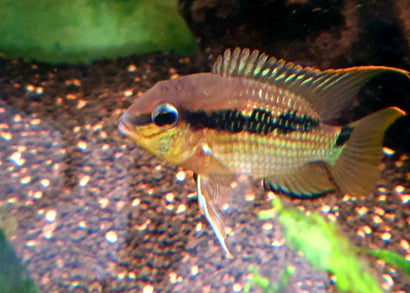 Coburg Aquarium | Krobia Oyapock | Cichlid | Live fish online