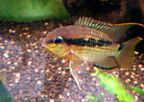 Krobia Sp. Oyapok