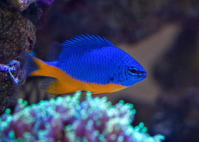Kupang Damsel | Marine fish for sale online | Coburg Aquarium