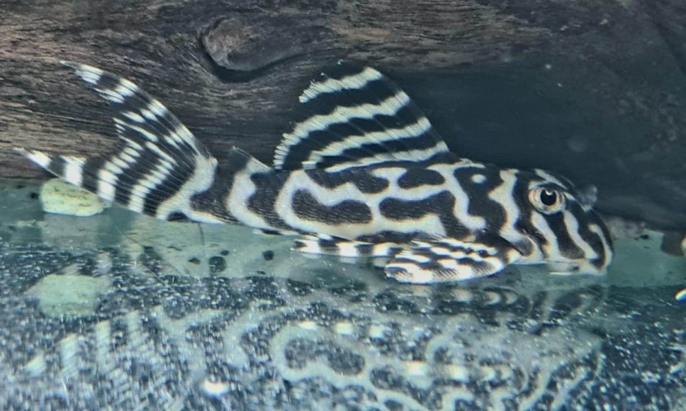 Coburg Aquarium | L236 | Live fish online