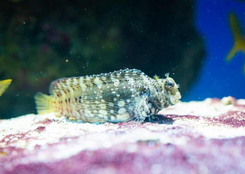 Algae store blenny care