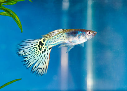 Coburg Aquarium | Leopardtail Guppy | Live fish online