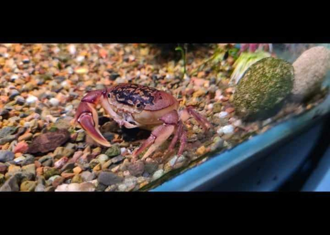Coburg Aquarium | Freshwater Crab