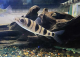 Leporinus - Spotted