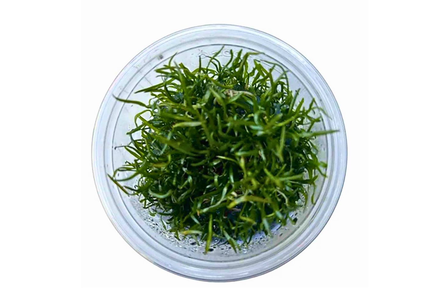 Lilaeopsis novae-zelandiae tissue culture carpeting aquarium plant with fine green grass-like leaves in a cup