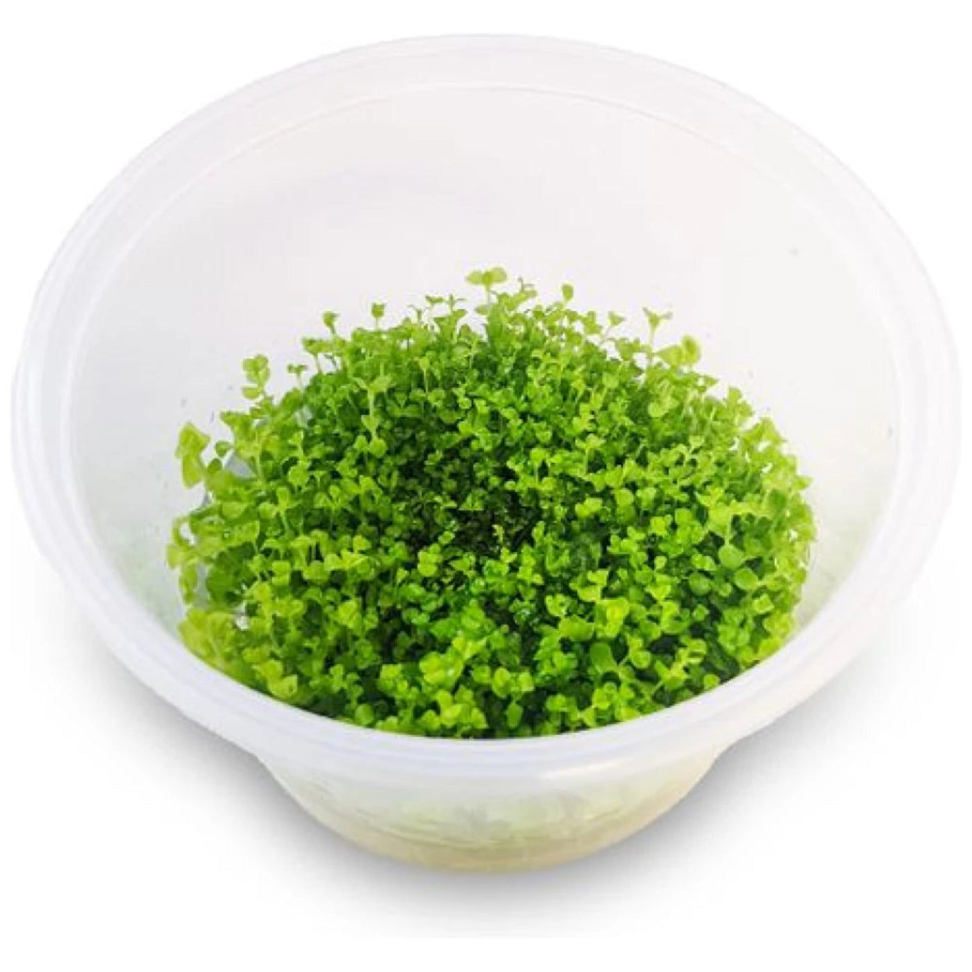 Micranthemum umbrosum Takashi carpet tissue culture cup with small bright green rounded aquarium plant leaves