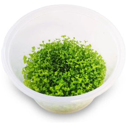 Micranthemum umbrosum Takashi carpet tissue culture cup with small bright green rounded aquarium plant leaves