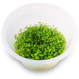 TC - Micranthemum Umbrosum Takashi Carpet