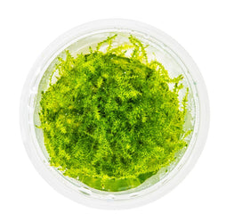 Stringy Moss live freshwater aquarium plant attached to driftwood
