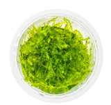 Moss - Stringy