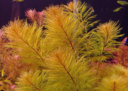 Myriophyllum sp. 'Roraima' milfoil aquarium plant with fine feathery orange-bronze leaves