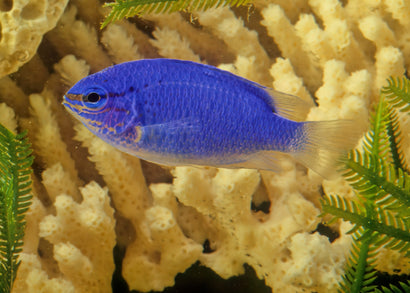 Chrysiptera cyanea | Marine fish for sale online | Coburg Aquarium