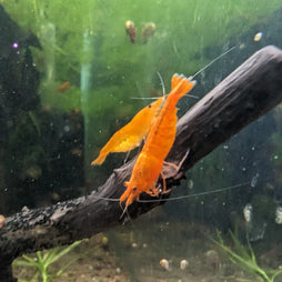 Cherry Shrimp - Orange