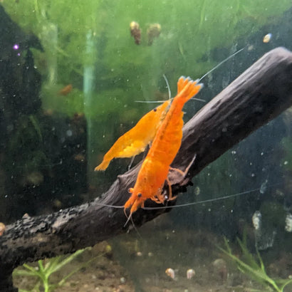 Cherry Shrimp - Orange