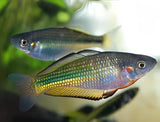 Papuan Rainbowfish