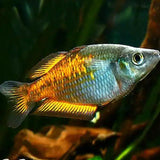 Parkinsons Rainbowfish -Orange Form - M. parkinsoni