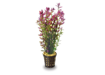 Pink Baby Tears live aquarium plant 5cm pot – Hemianthus callitrichoides pink carpeting foreground plant for freshwater aquariums and aquascaping