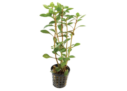 Pisces Ludwigia live aquarium plant in 5cm pot for freshwater planted aquariums