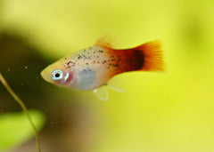 Coburg Aquarium | Platy Fish | Live Fish Online