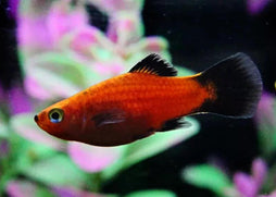 Coburg Aquarium | Platy Fish | Live Fish Online