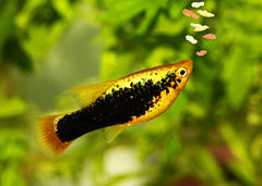 Coburg Aquarium | Platy Fish | Live Fish Online