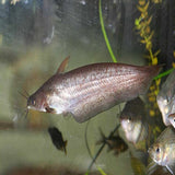 Catfish - Rendahls Eeltail