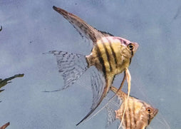Angelfish  Blue Sapphire Veiltail | buy freshwater angelfish online | coburg aquarium