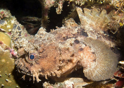 Banded Frogfish | Buy saltwater aquarium fish | Coburg Aquarium