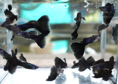 Blue Moscow Guppy | Buy Aquarium Fish Online | Coburg Aquarium