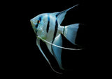 Angel - Blue Neon