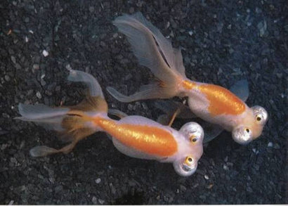 white and orange Celestial Eye - Stargazing Goldfish | buy live aquarium fish | coburg aquarium