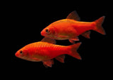 Cherry Barb - Albino Firecracker