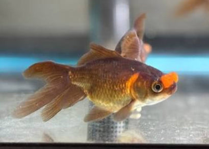 Pom Pom Chocolate Goldfish | Buy goldfish online | coburg aquarium