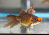 Pom Pom Chocolate - Goldfish