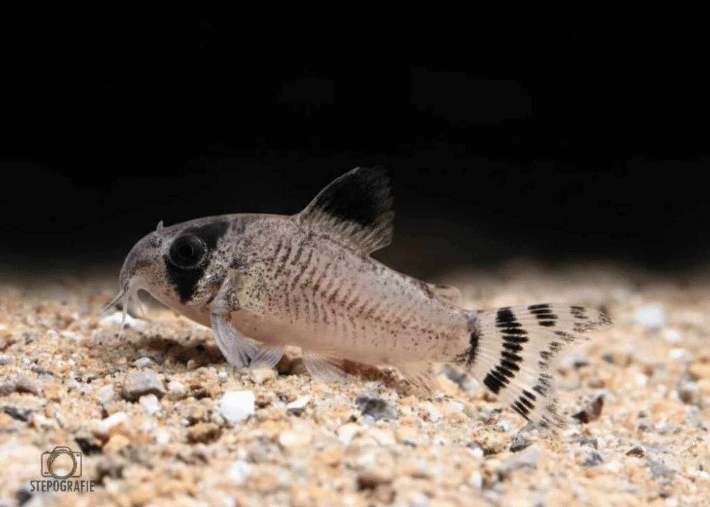 Corydoras catfish Oiapoquensis | Buy live aquarium fish | Coburg Aquarium