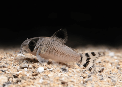 Corydoras catfish Oiapoquensis | Buy live aquarium fish | Coburg Aquarium