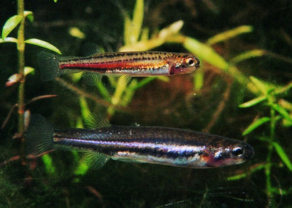 Male & female dwarf galaxias fish | coburg aquarium