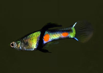 Guppy Endler - El Tigre