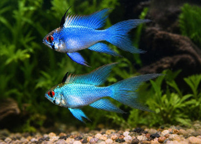 Electric Blue Ram Cichlids with bright red eyes swimming in a green aquarium with gravel and plants. | Coburg Aquarium