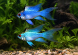 Ramirezi - Electric Blue Ram - Longfin