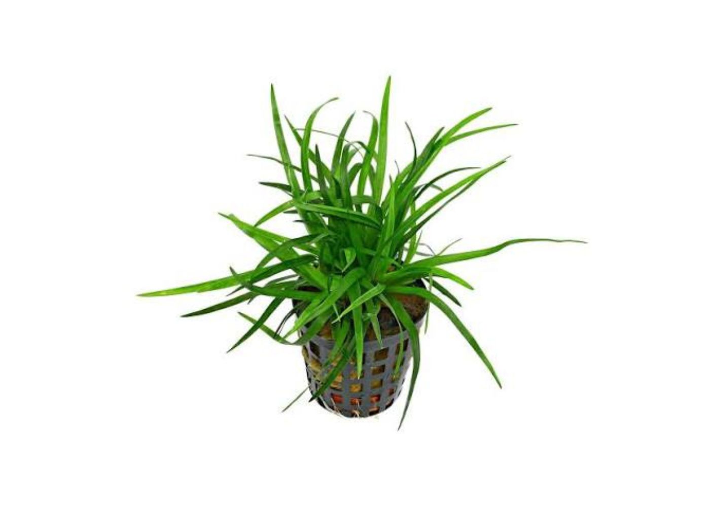 Eriocaulon 'Vietnam' - Pot | Buy aquarium plants online | Coburg Aquarium