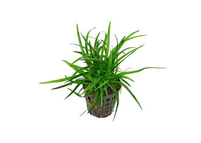 Eriocaulon 'Vietnam' - Pot | Buy aquarium plants online | Coburg Aquarium