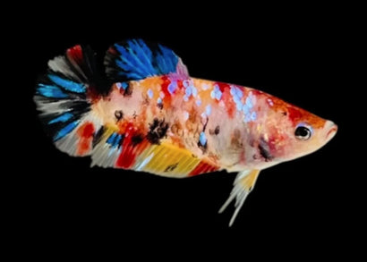 Female Fighter Koi