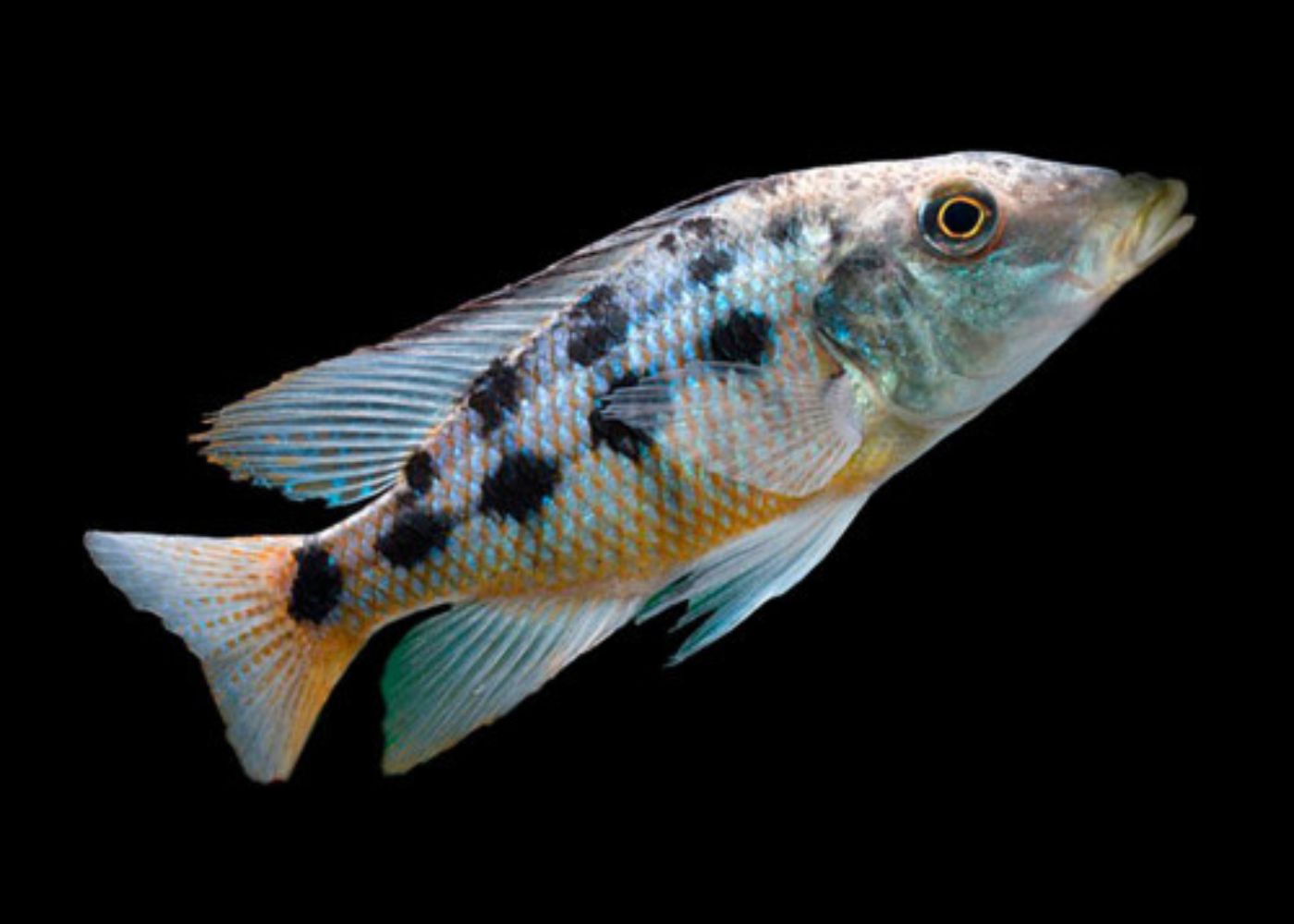 Fossochromis Rostratus Malawi Sand Diver | Buy cichlids online | COburg Aquarium